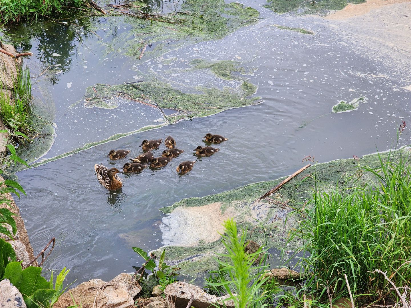 сергиево-посадский городской округ, семхоз, река копнинка, утки, утята, сергиев посад,