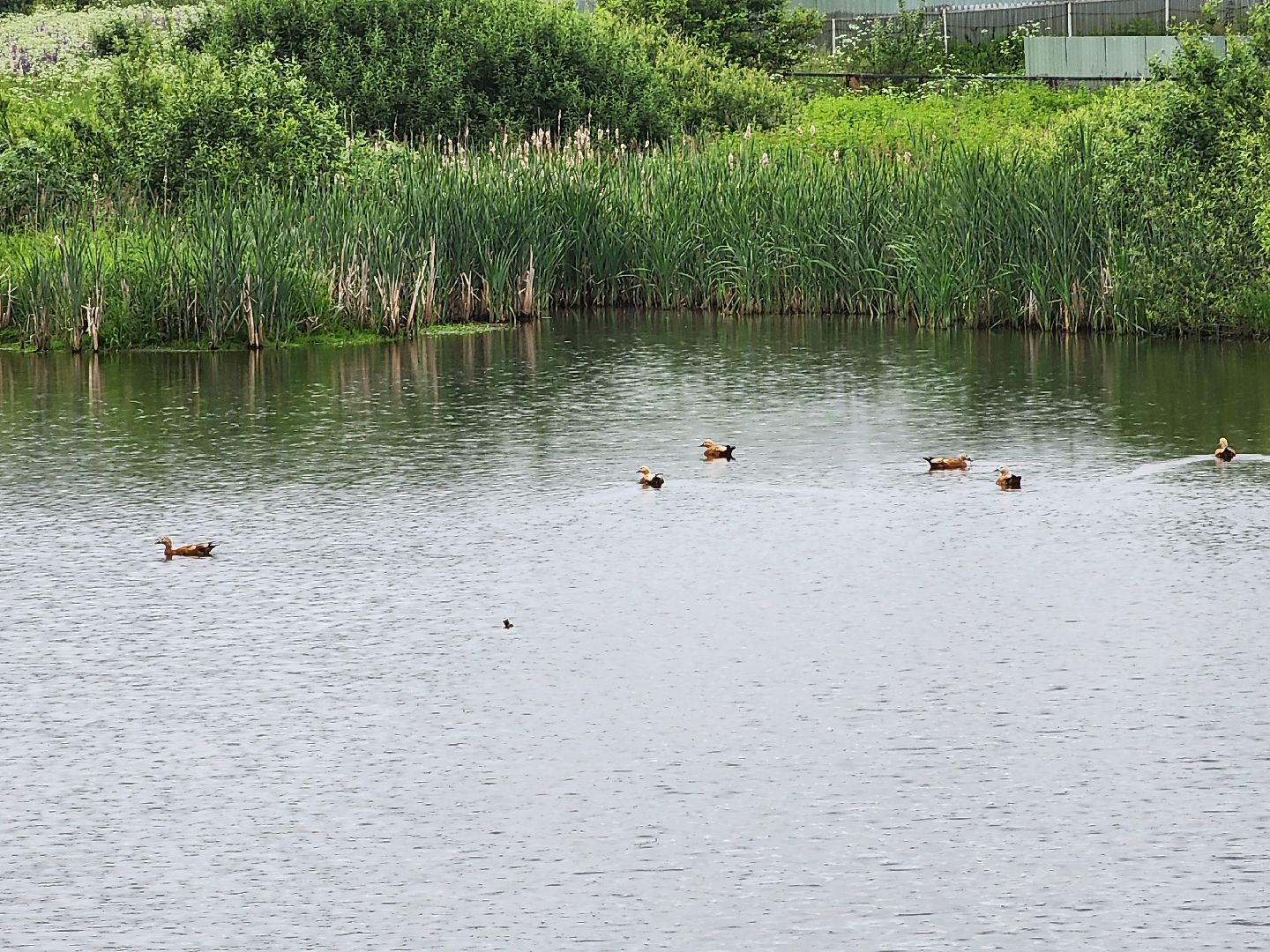 сергиево-посадский городской округ, семхоз, река копнинка, утки, утята, сергиев посад,