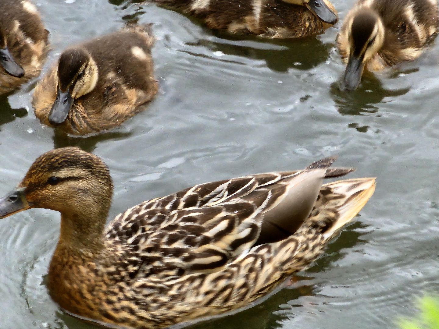 сергиево-посадский городской округ, семхоз, река копнинка, утки, утята, сергиев посад,