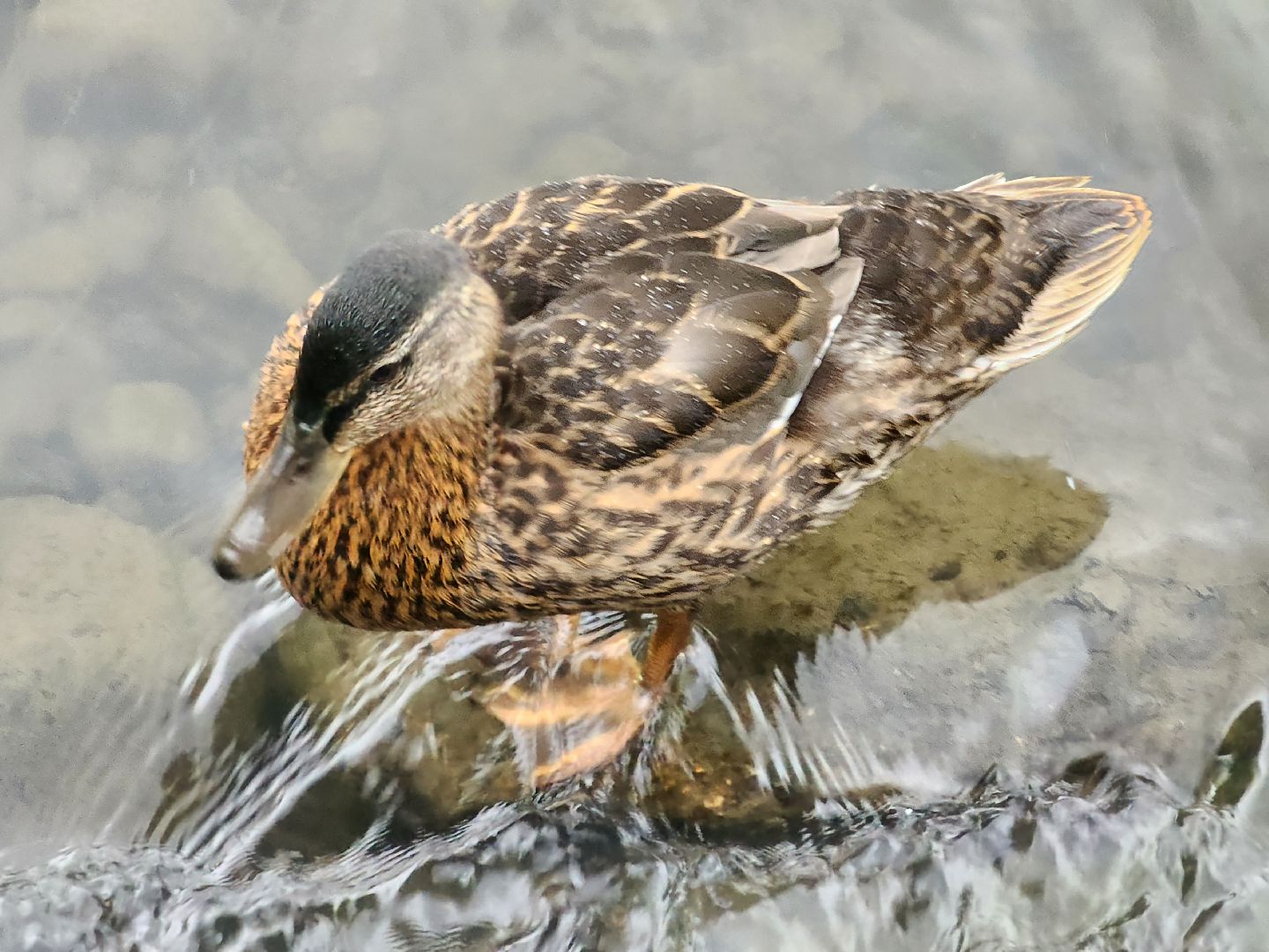 сергиево-посадский городской округ, семхоз, река копнинка, утки, утята, сергиев посад,