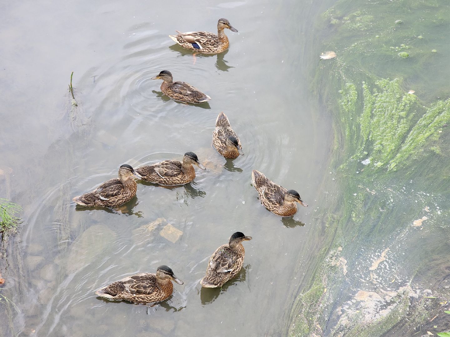 сергиево-посадский городской округ, семхоз, река копнинка, утки, утята, сергиев посад,