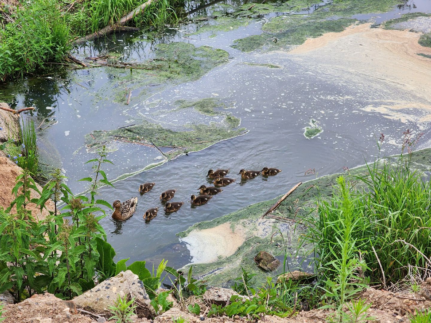 сергиево-посадский городской округ, семхоз, река копнинка, утки, утята, сергиев посад,