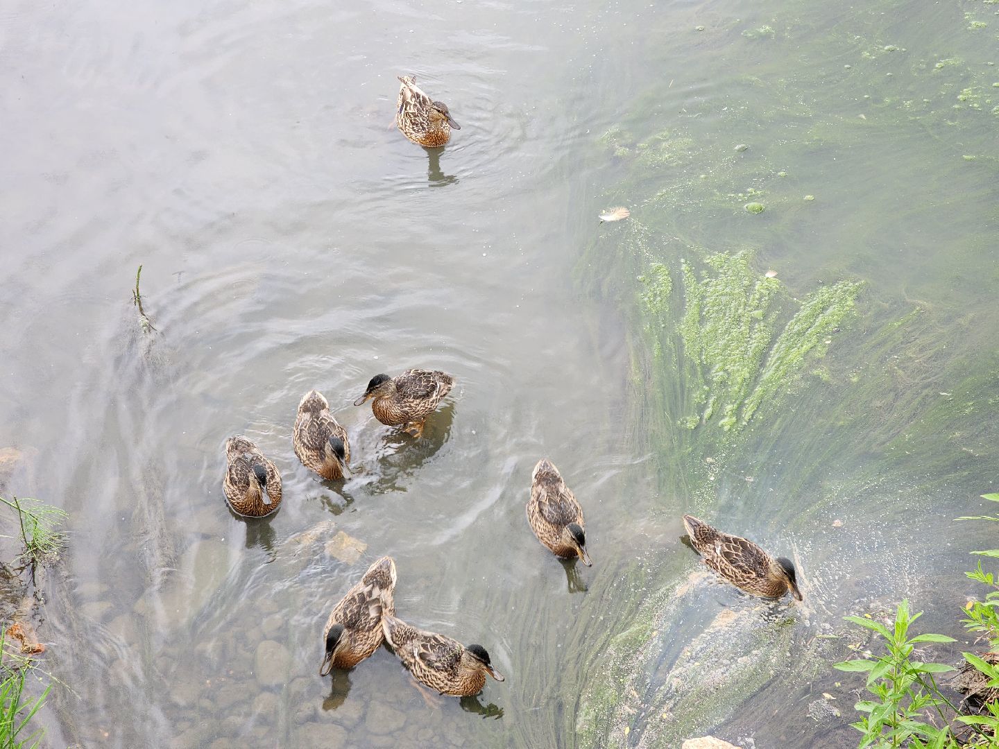 сергиево-посадский городской округ, семхоз, река копнинка, утки, утята, сергиев посад,