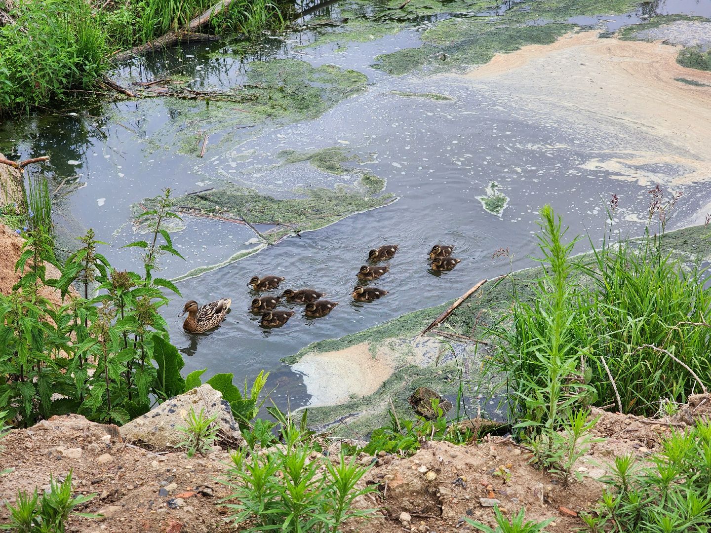 сергиево-посадский городской округ, семхоз, река копнинка, утки, утята, сергиев посад,