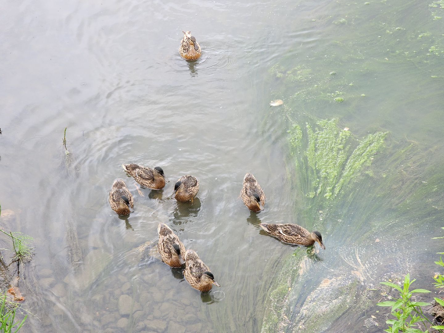 сергиево-посадский городской округ, семхоз, река копнинка, утки, утята, сергиев посад,