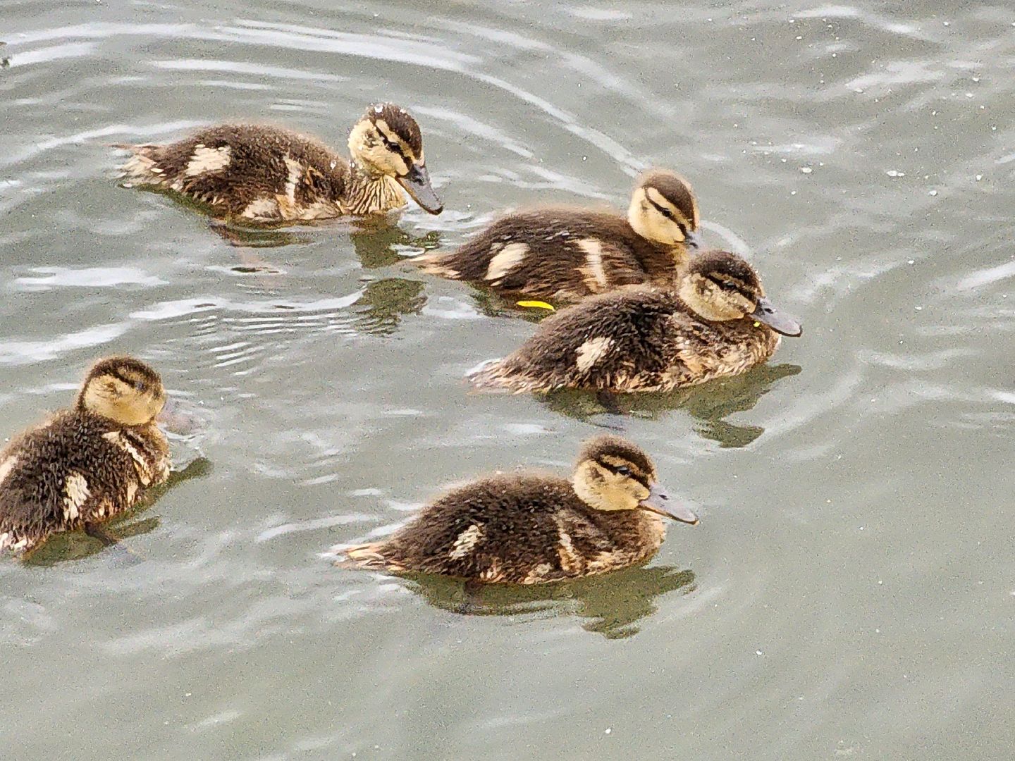 сергиево-посадский городской округ, семхоз, река копнинка, утки, утята, сергиев посад,