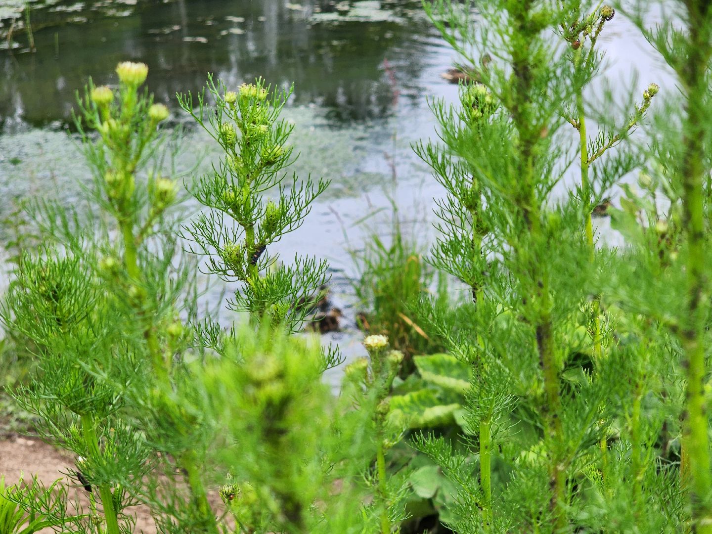 сергиево-посадский городской округ, семхоз, река копнинка, утки, утята, сергиев посад,