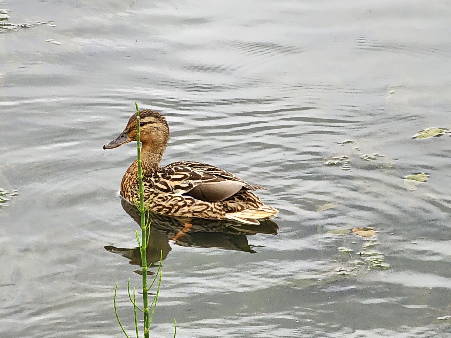 сергиево-посадский городской округ, семхоз, река копнинка, утки, утята, сергиев посад,