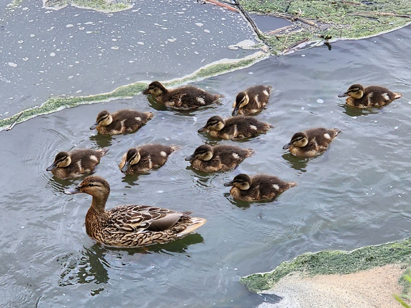 сергиево-посадский городской округ, семхоз, река копнинка, утки, утята, сергиев посад,