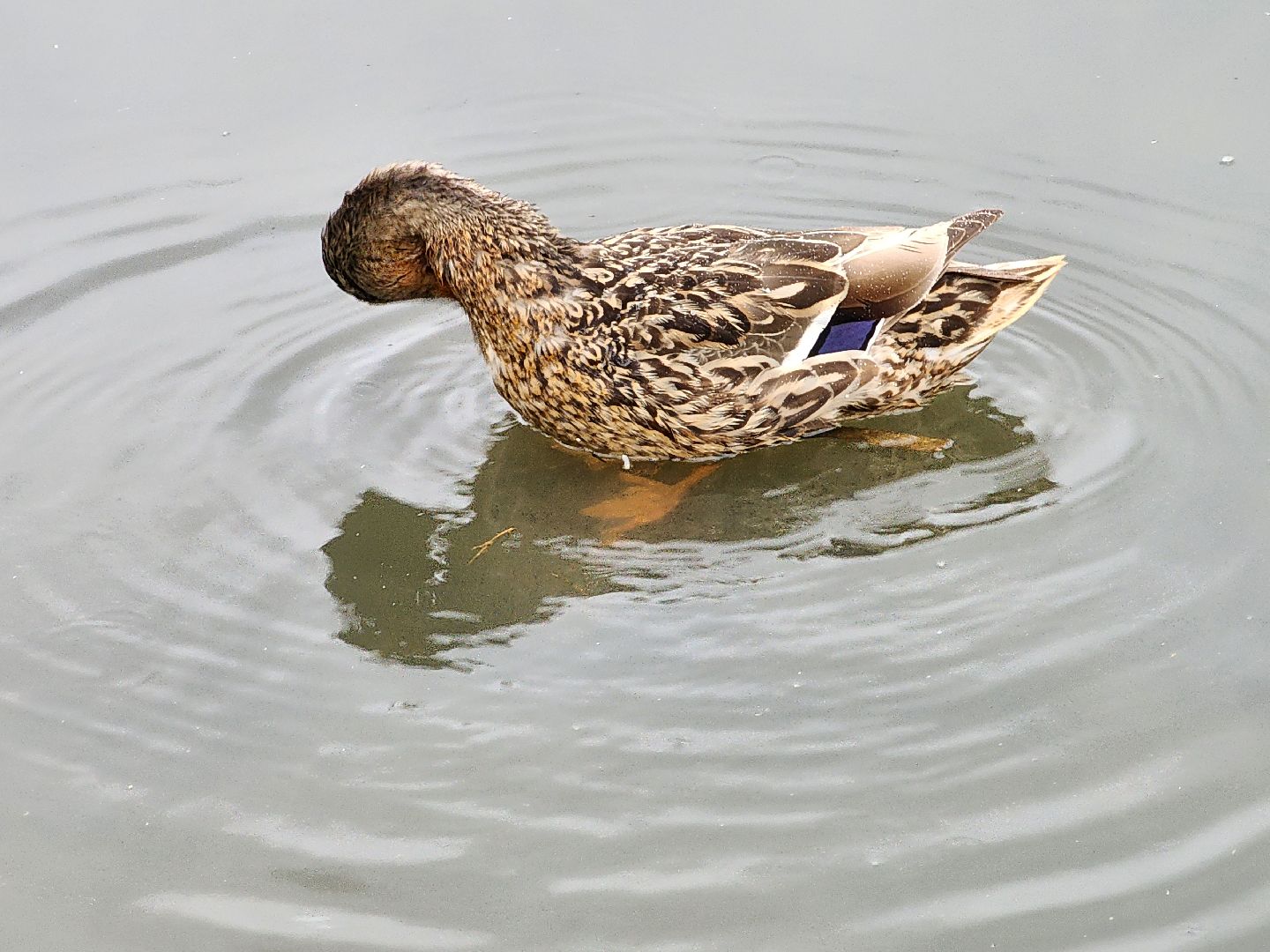 сергиево-посадский городской округ, семхоз, река копнинка, утки, утята, сергиев посад,