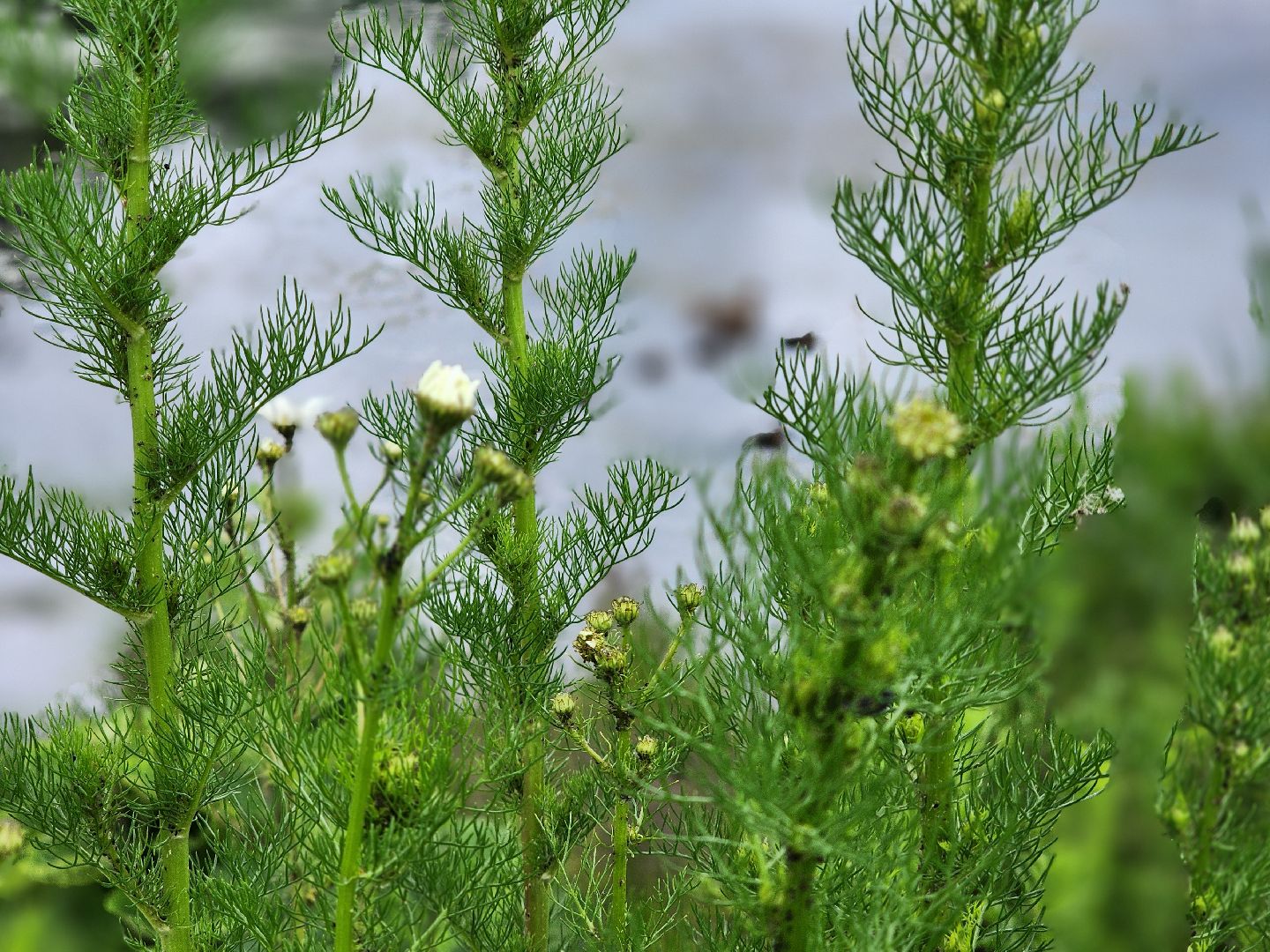 сергиево-посадский городской округ, семхоз, река копнинка, утки, утята, сергиев посад,