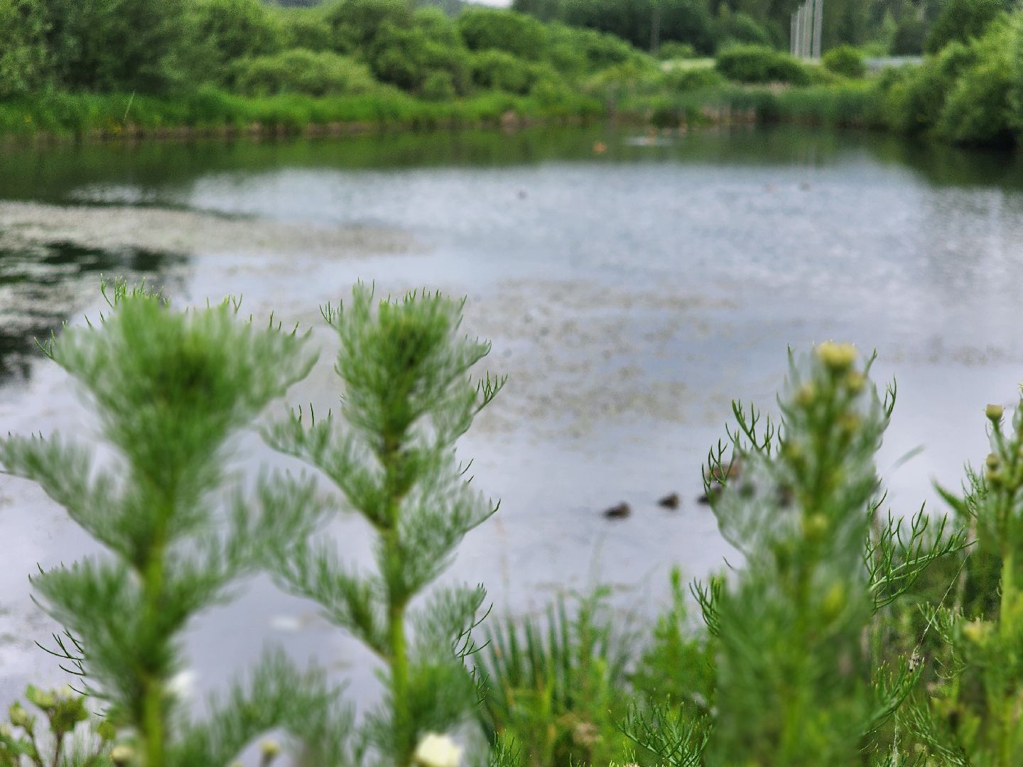 сергиево-посадский городской округ, семхоз, река копнинка, утки, утята, сергиев посад,
