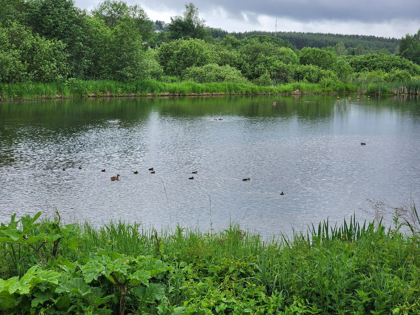 сергиево-посадский городской округ, семхоз, река копнинка, утки, утята, сергиев посад,