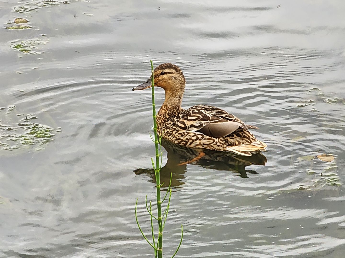 сергиево-посадский городской округ, семхоз, река копнинка, утки, утята, сергиев посад,