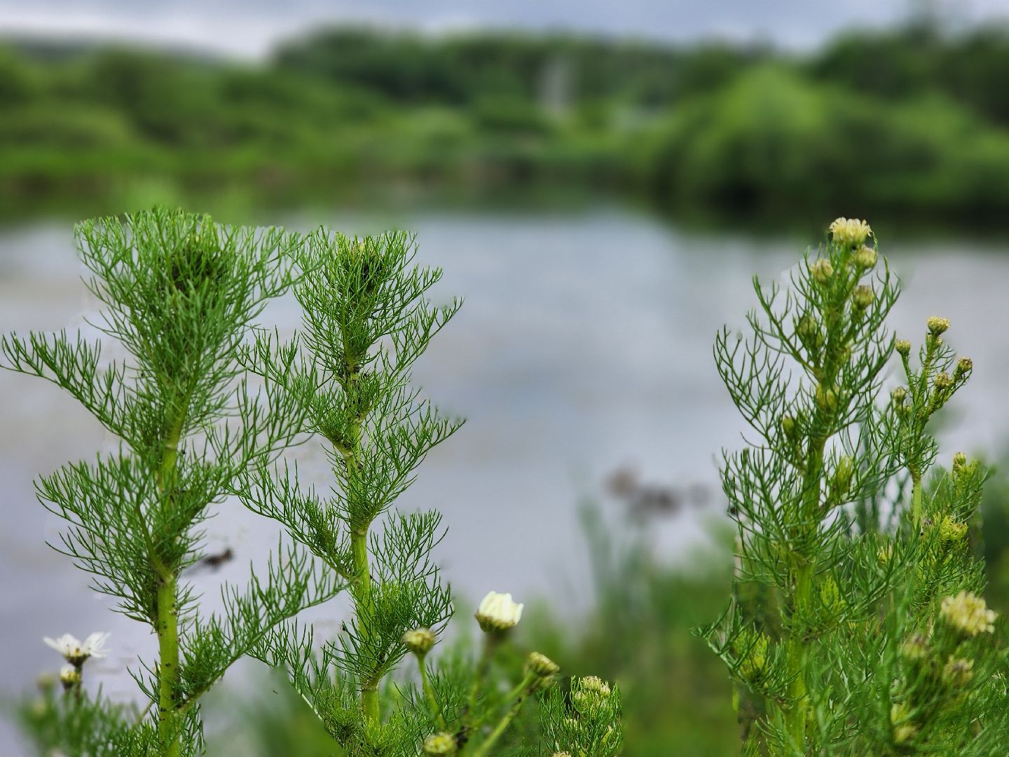 сергиево-посадский городской округ, семхоз, река копнинка, утки, утята, сергиев посад,