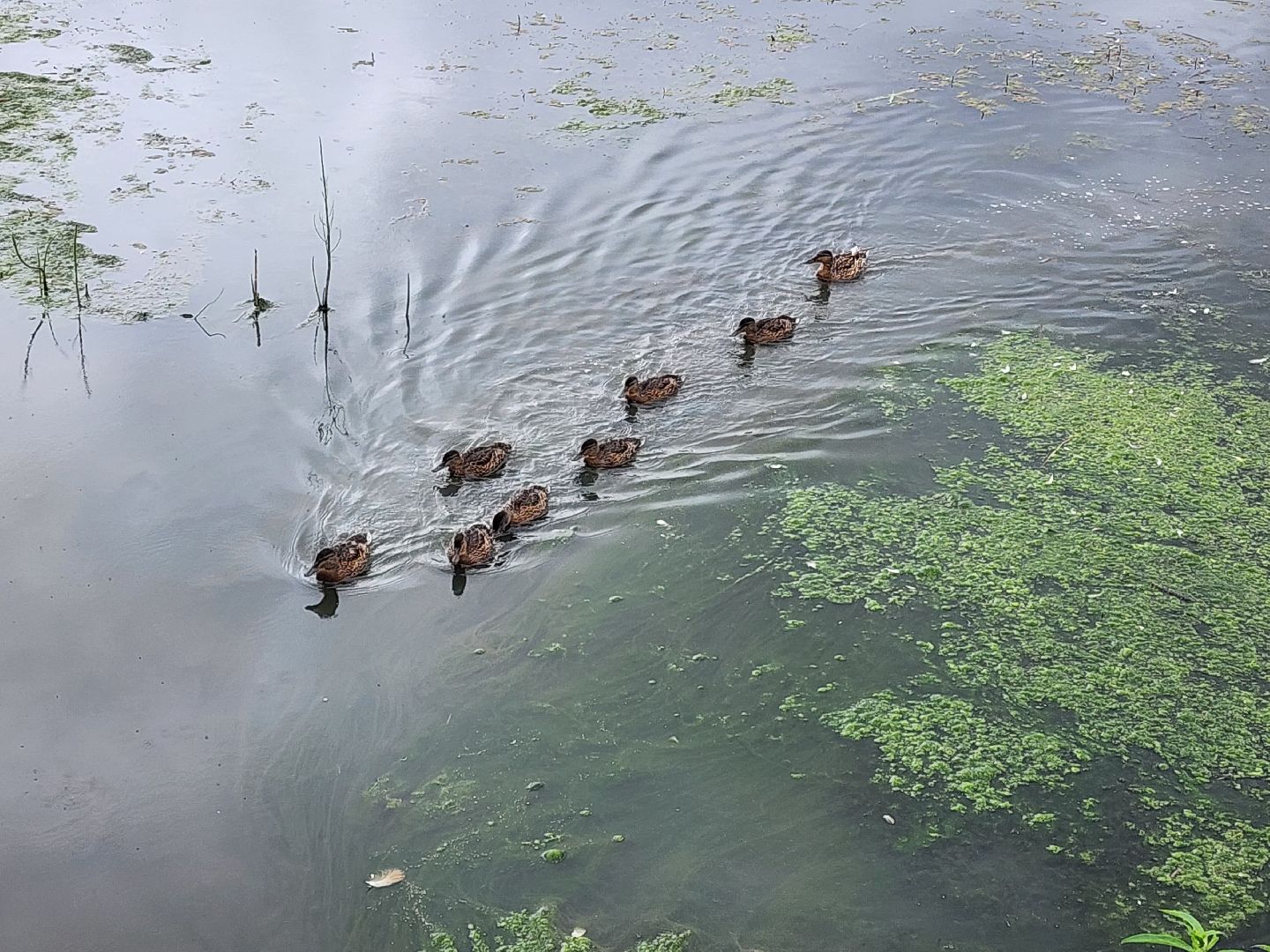 сергиево-посадский городской округ, семхоз, река копнинка, утки, утята, сергиев посад,