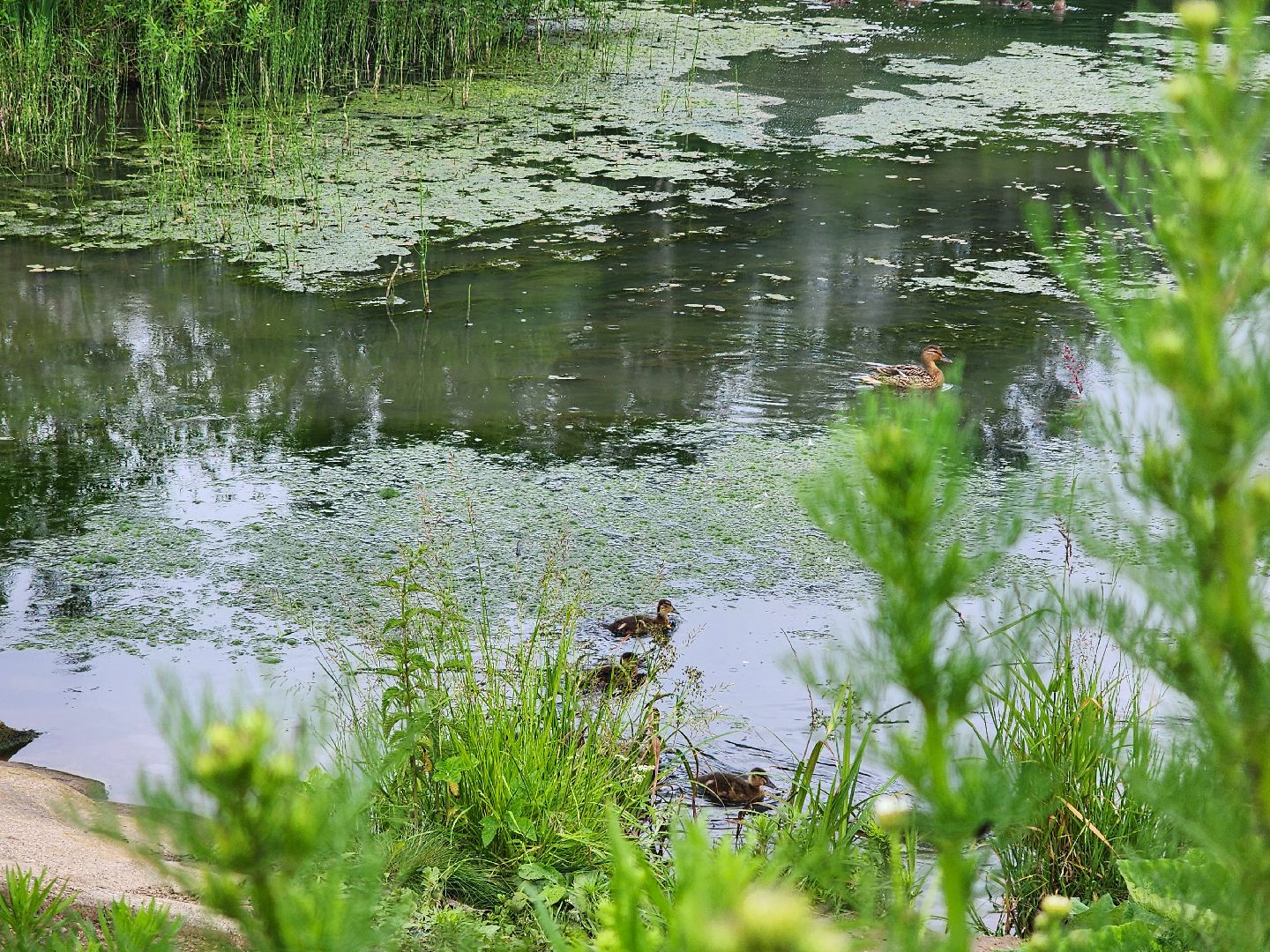 сергиево-посадский городской округ, семхоз, река копнинка, утки, утята, сергиев посад,
