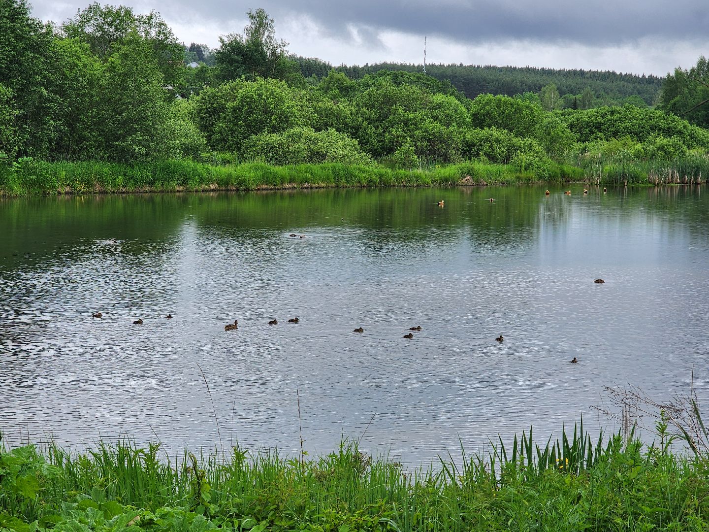 сергиево-посадский городской округ, семхоз, река копнинка, утки, утята, сергиев посад,