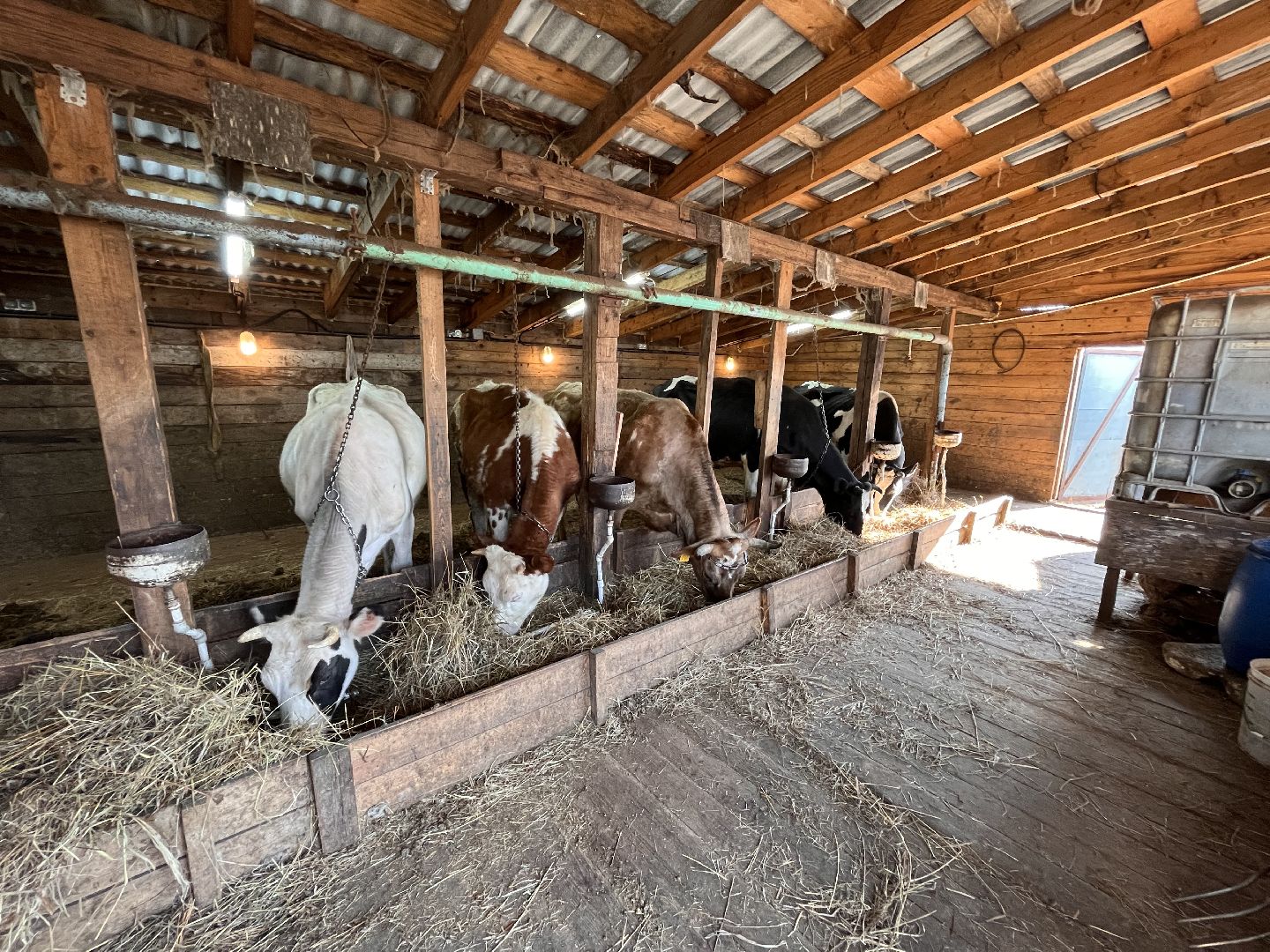 Шаховская, ферма, хозяйство