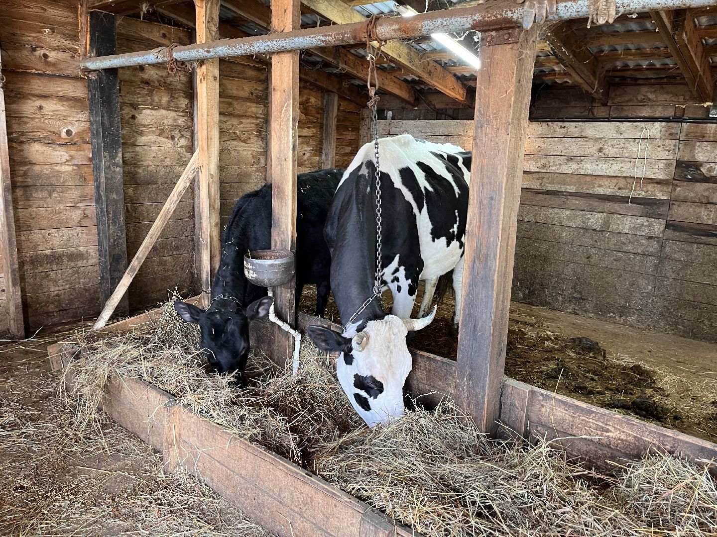 Шаховская, ферма, хозяйство