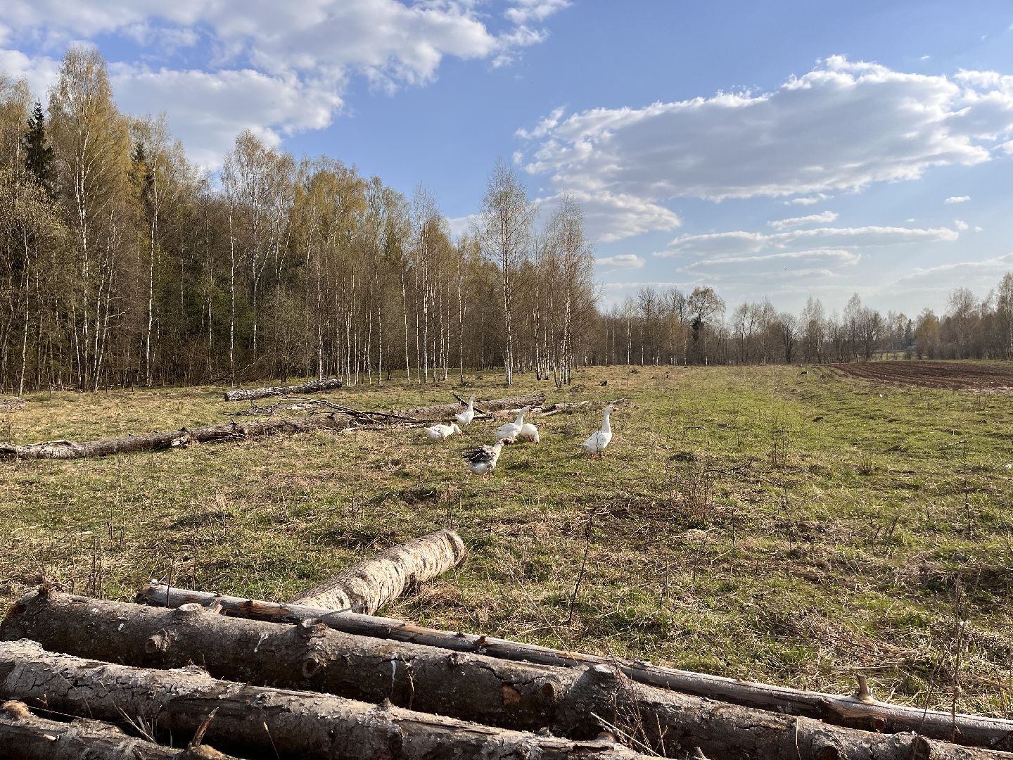 Шаховская, ферма, хозяйство