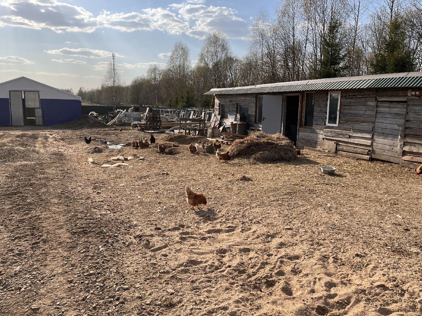 Шаховская, ферма, хозяйство