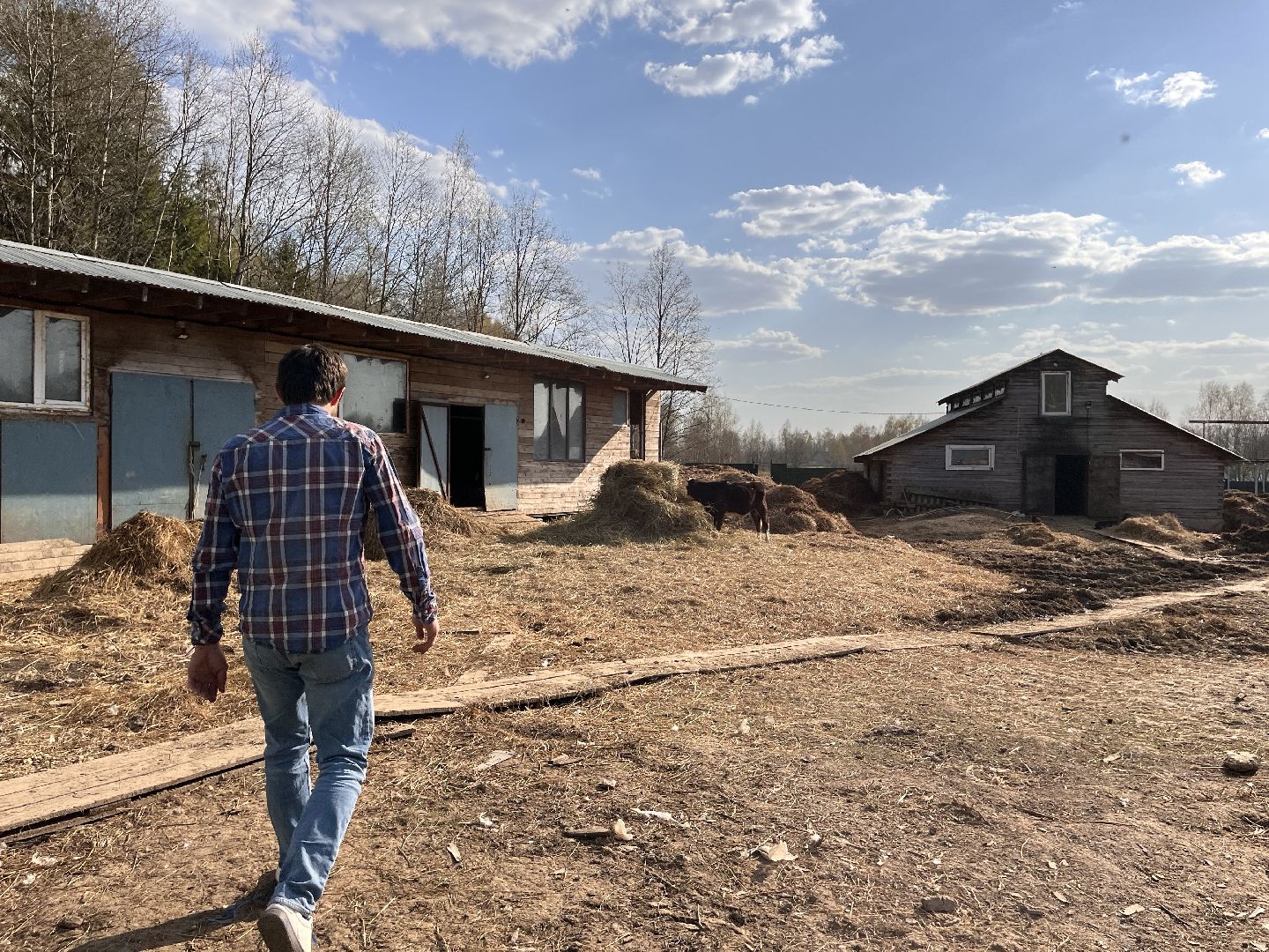 Шаховская, ферма, хозяйство