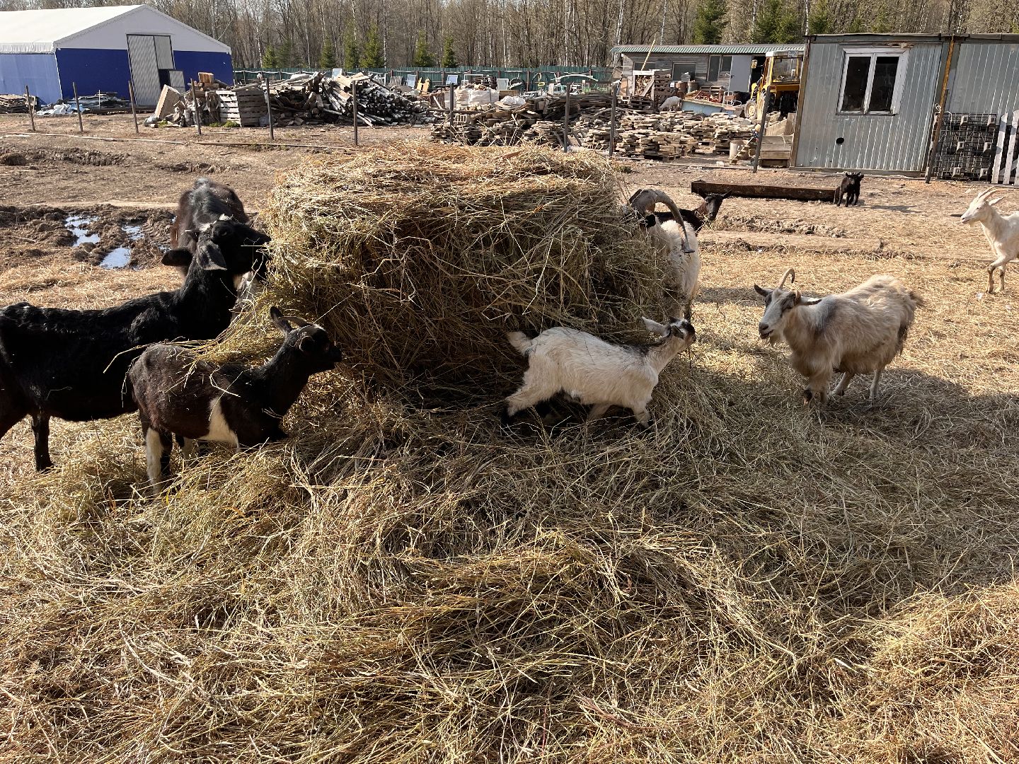 Шаховская, ферма, хозяйство