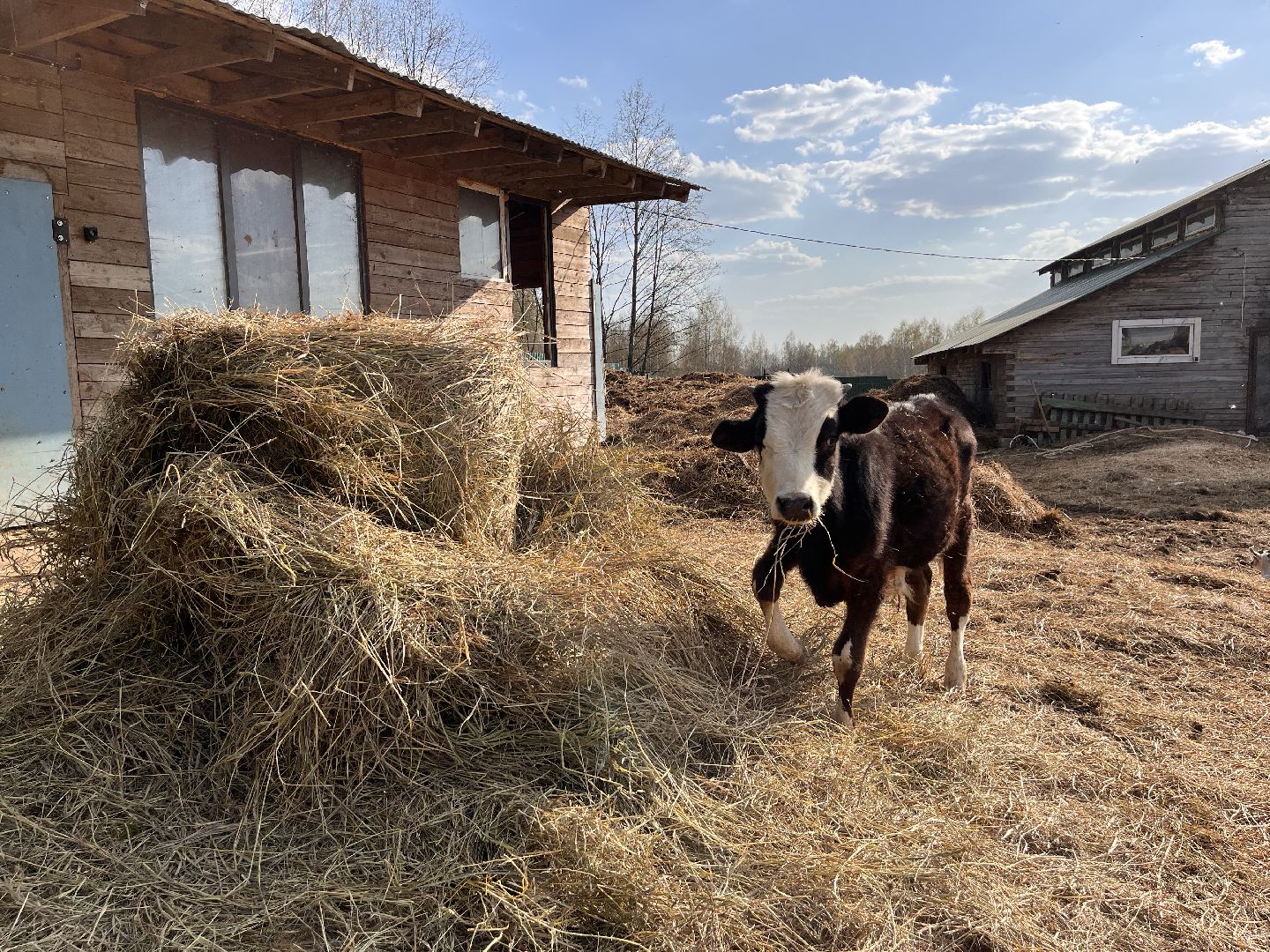 Шаховская, ферма, хозяйство