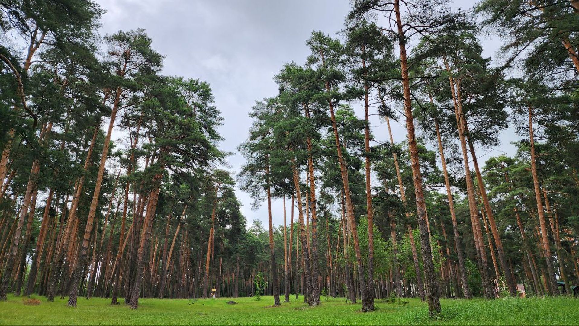 Дмитров, Парк Сосновый бор, ДЗФС, Минблаго,