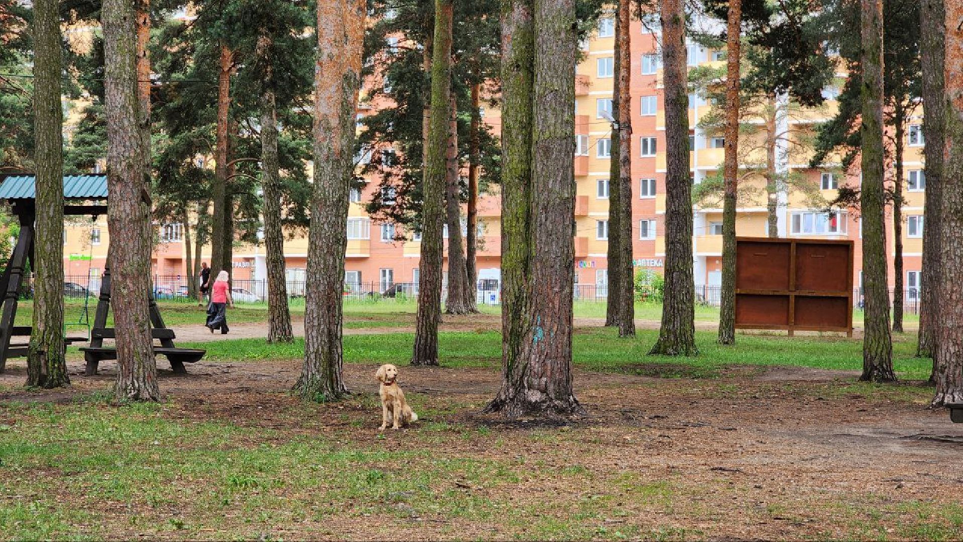 Дмитров, Парк Сосновый бор, ДЗФС, Минблаго,