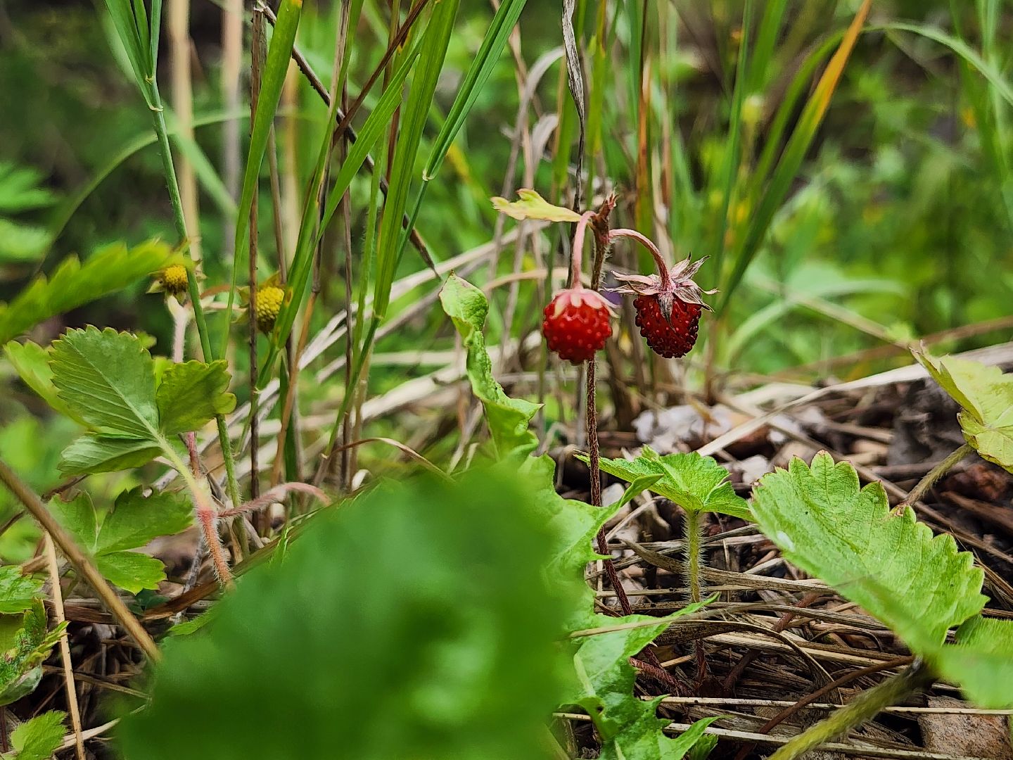 лесная земляника, сезон сбора земляники,сбор земляники, ногинское лесничество, богородский городской округ,