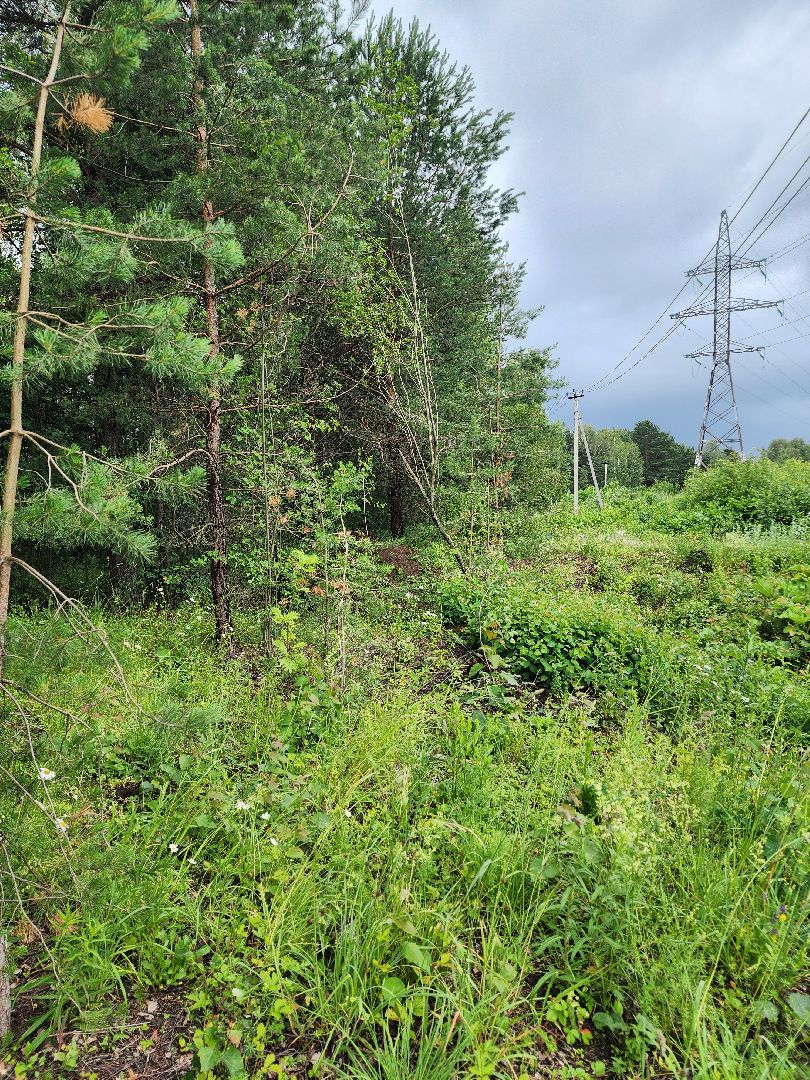 лесная земляника, сезон сбора земляники,сбор земляники, ногинское лесничество, богородский городской округ,