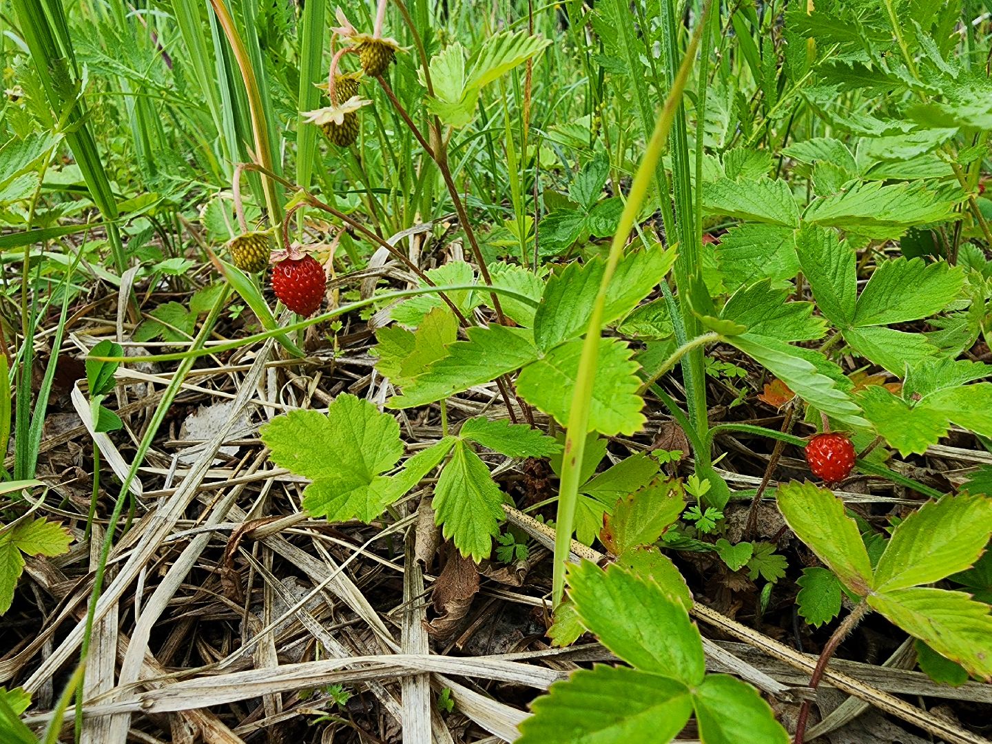 лесная земляника, сезон сбора земляники,сбор земляники, ногинское лесничество, богородский городской округ,