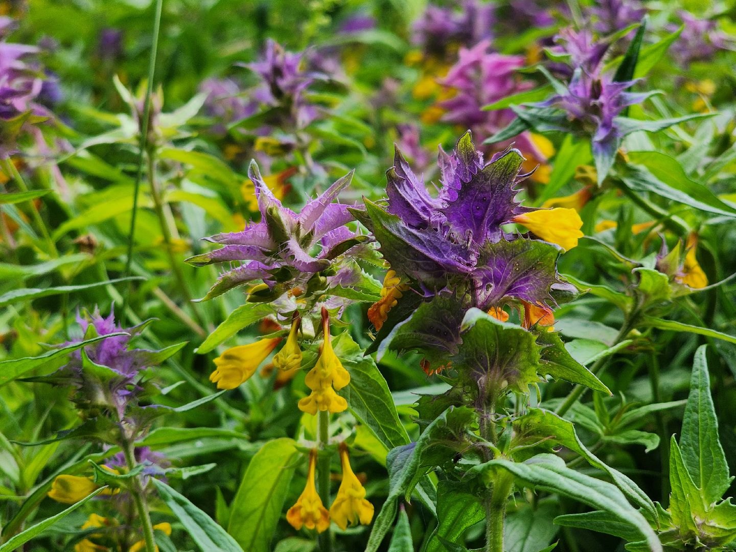 лесная земляника, сезон сбора земляники,сбор земляники, ногинское лесничество, богородский городской округ,