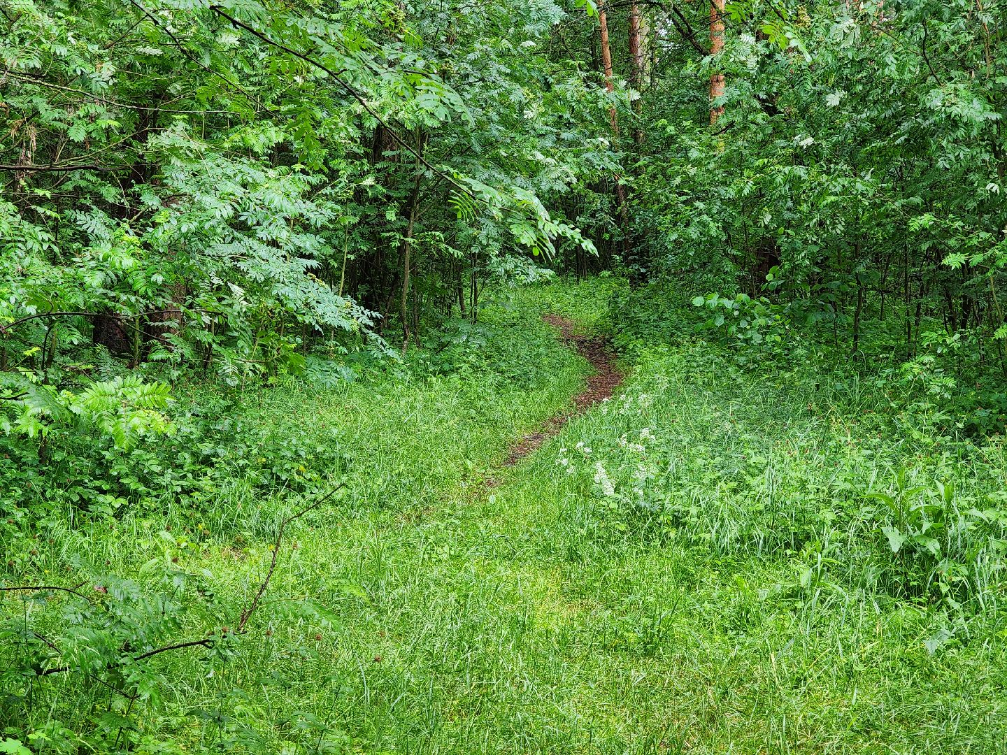 лесная земляника, сезон сбора земляники,сбор земляники, ногинское лесничество, богородский городской округ,