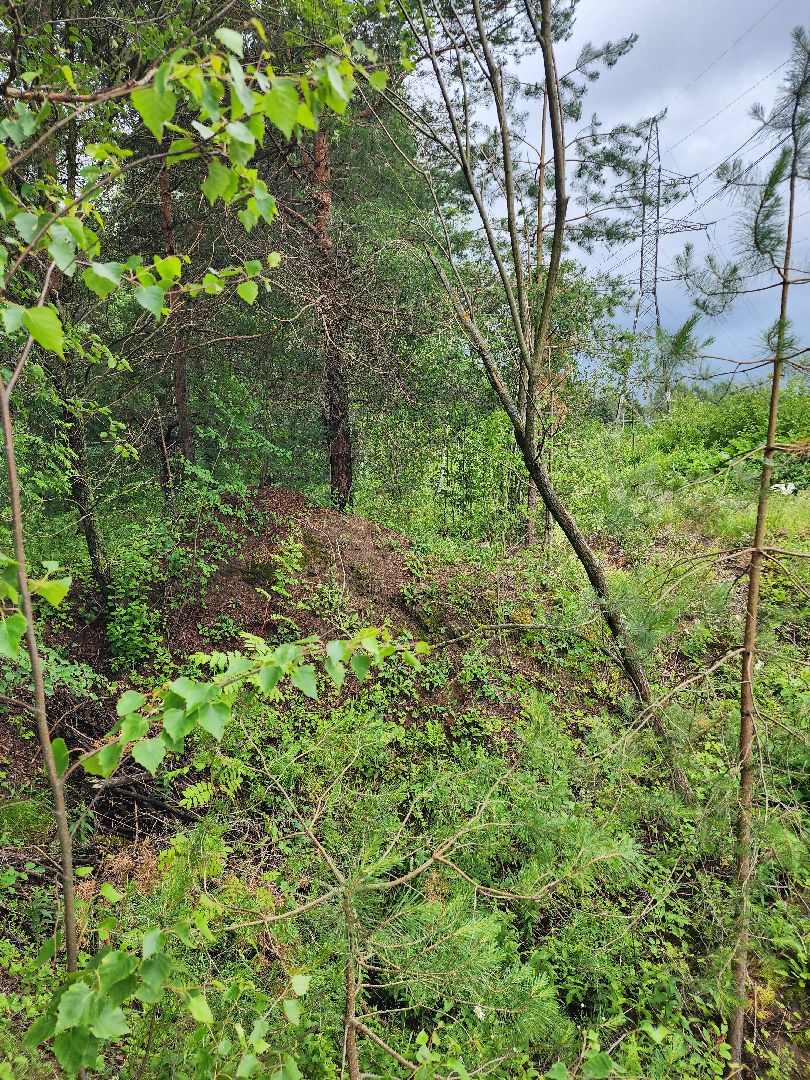 лесная земляника, сезон сбора земляники,сбор земляники, ногинское лесничество, богородский городской округ,