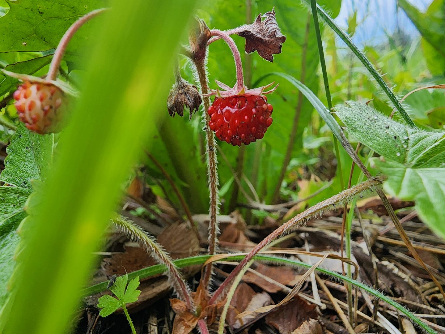 лесная земляника, сезон сбора земляники,сбор земляники, ногинское лесничество, богородский городской округ,