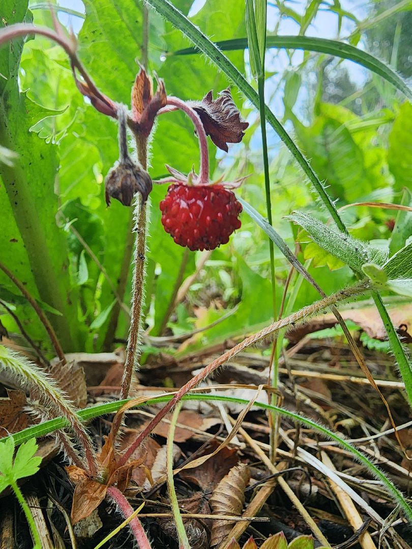 лесная земляника, сезон сбора земляники,сбор земляники, ногинское лесничество, богородский городской округ,