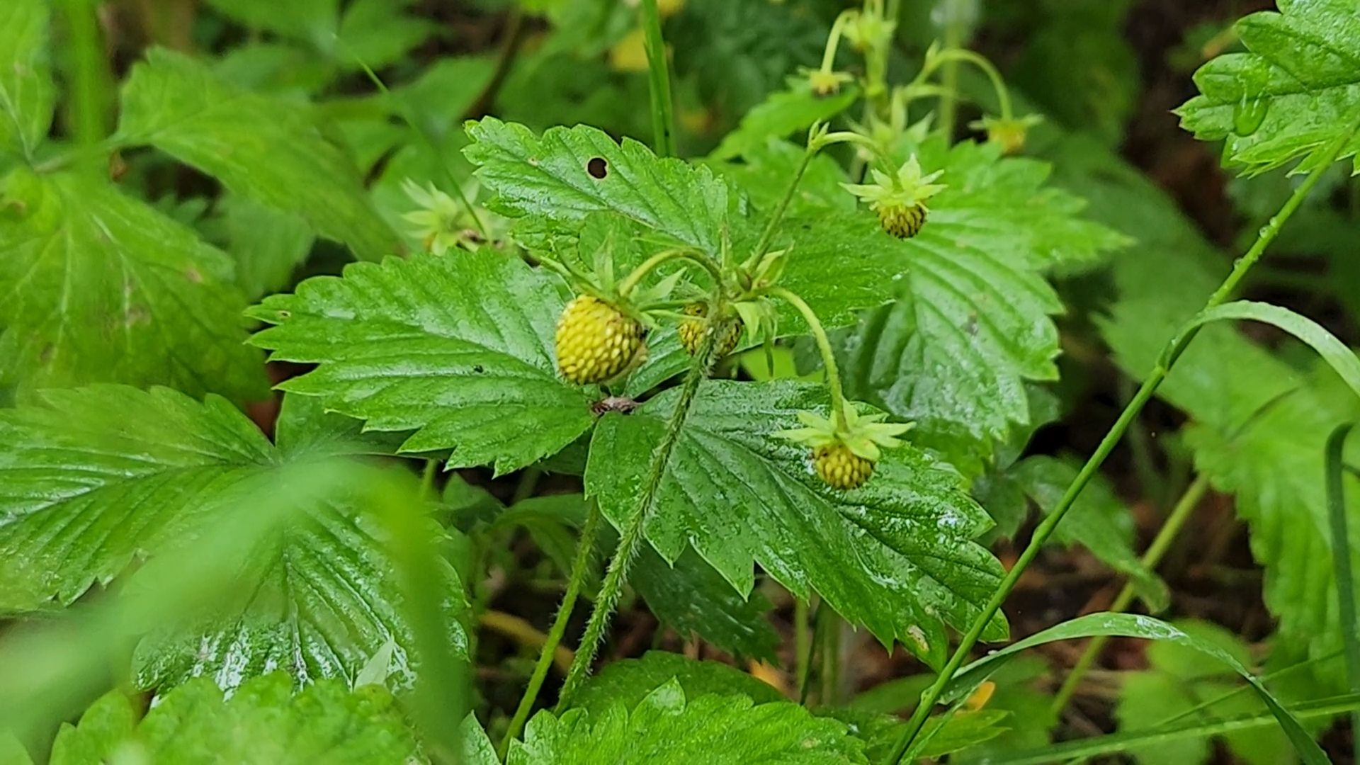 лесная земляника, сезон сбора земляники,сбор земляники, ногинское лесничество, богородский городской округ,
