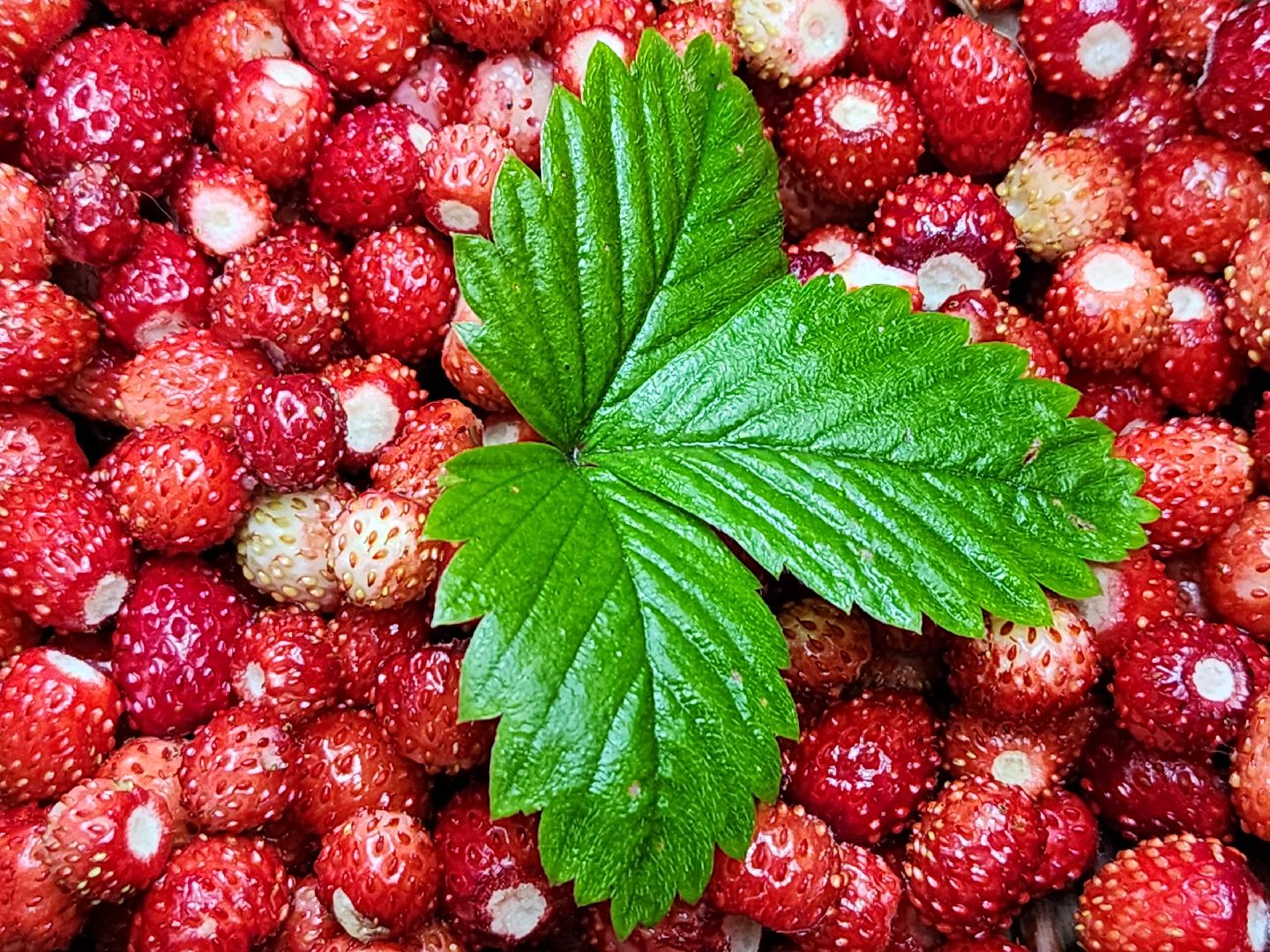 лесная земляника, сезон сбора земляники,сбор земляники, ногинское лесничество, богородский городской округ,