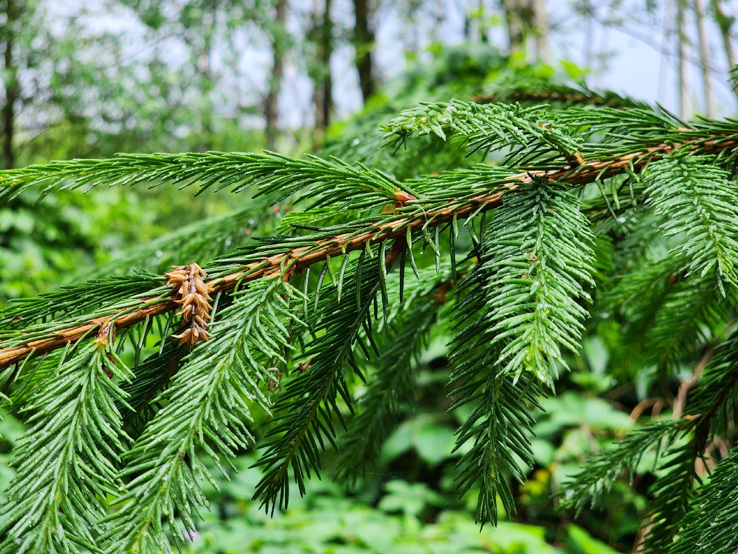 лесная земляника, сезон сбора земляники,сбор земляники, ногинское лесничество, богородский городской округ,