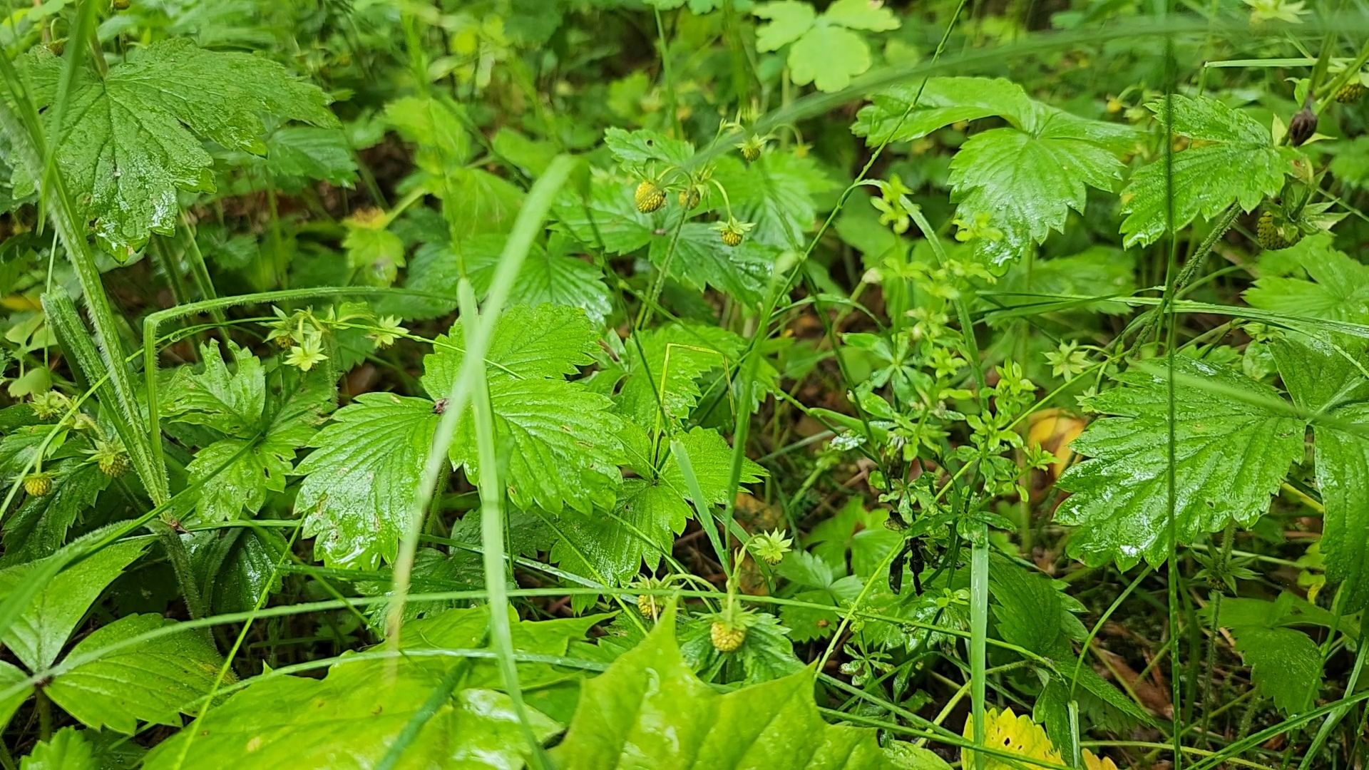 лесная земляника, сезон сбора земляники,сбор земляники, ногинское лесничество, богородский городской округ,