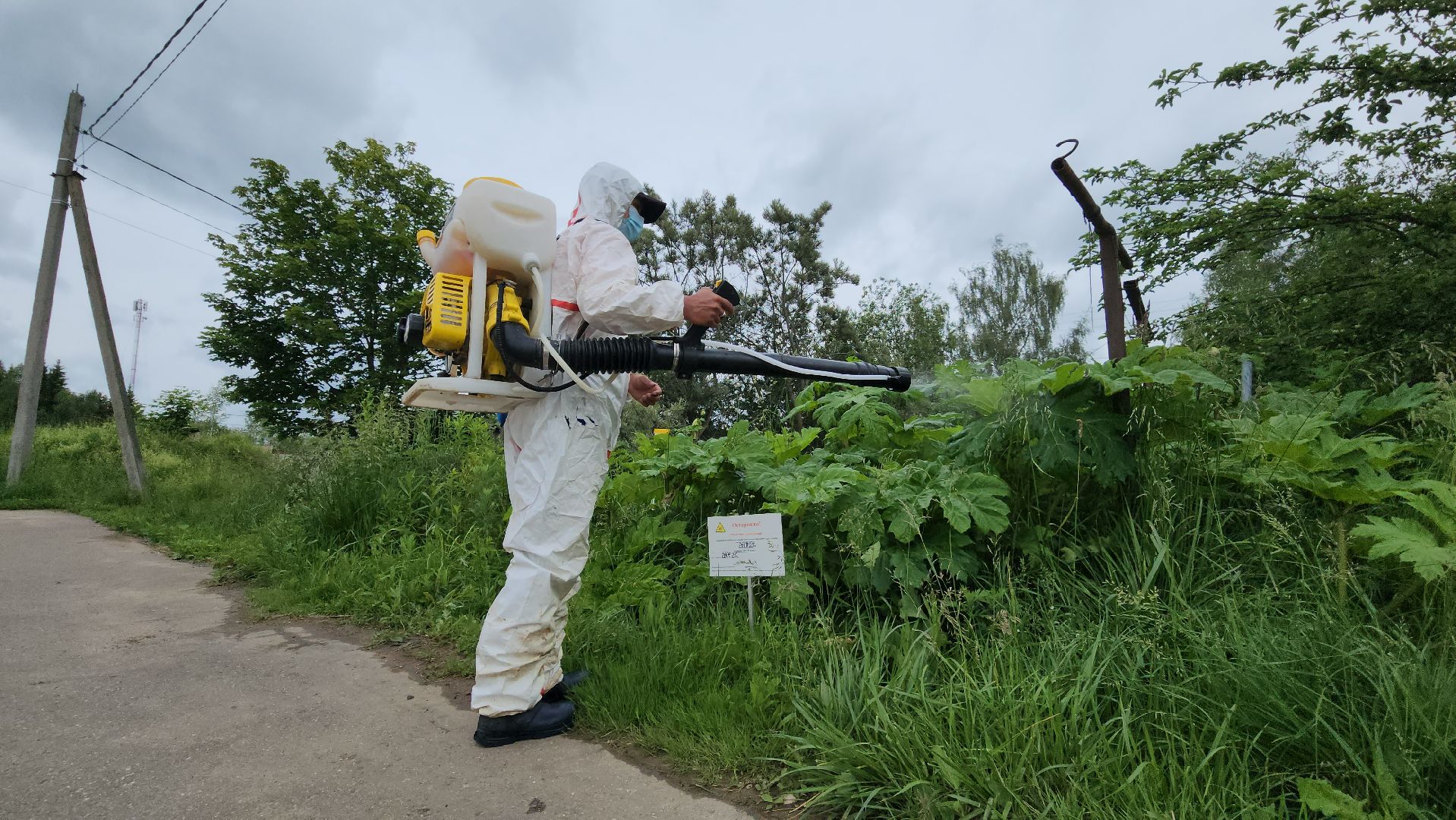 Руза, Барынино, борщевик сосновского,