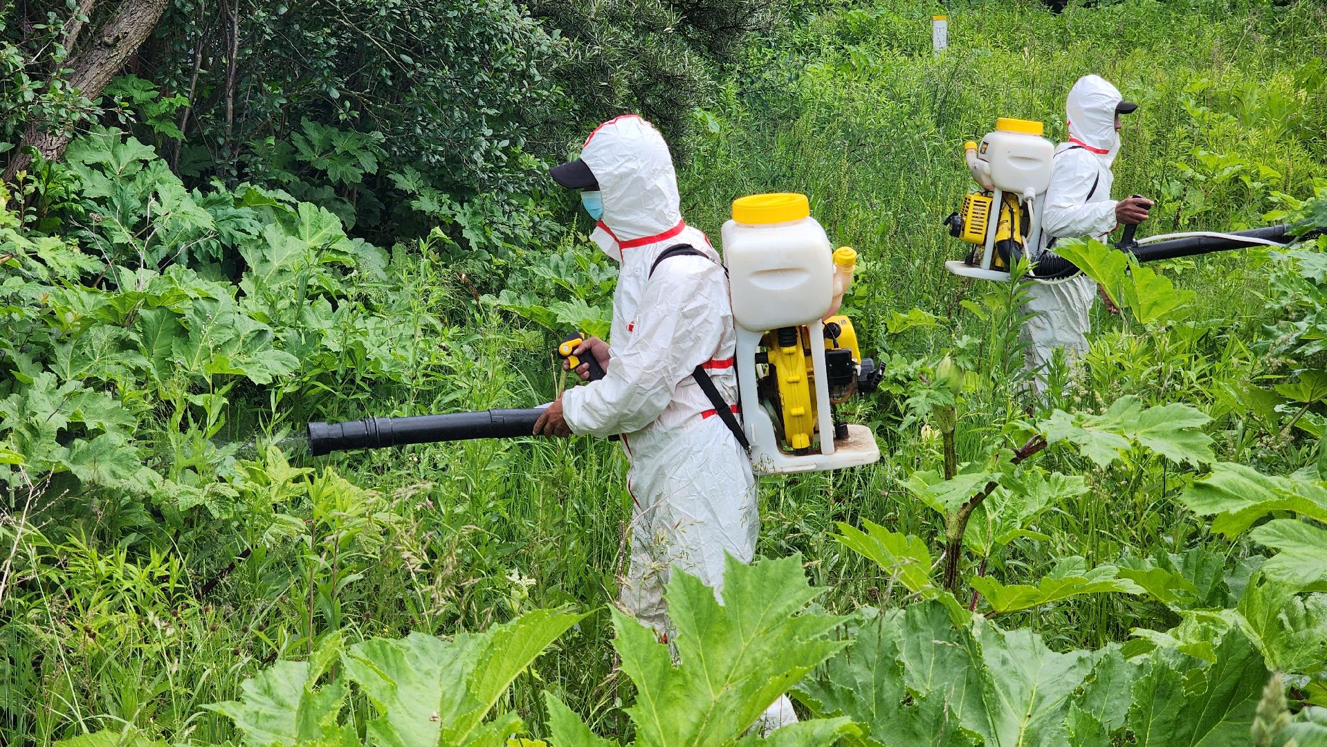 Руза, Барынино, борщевик сосновского,