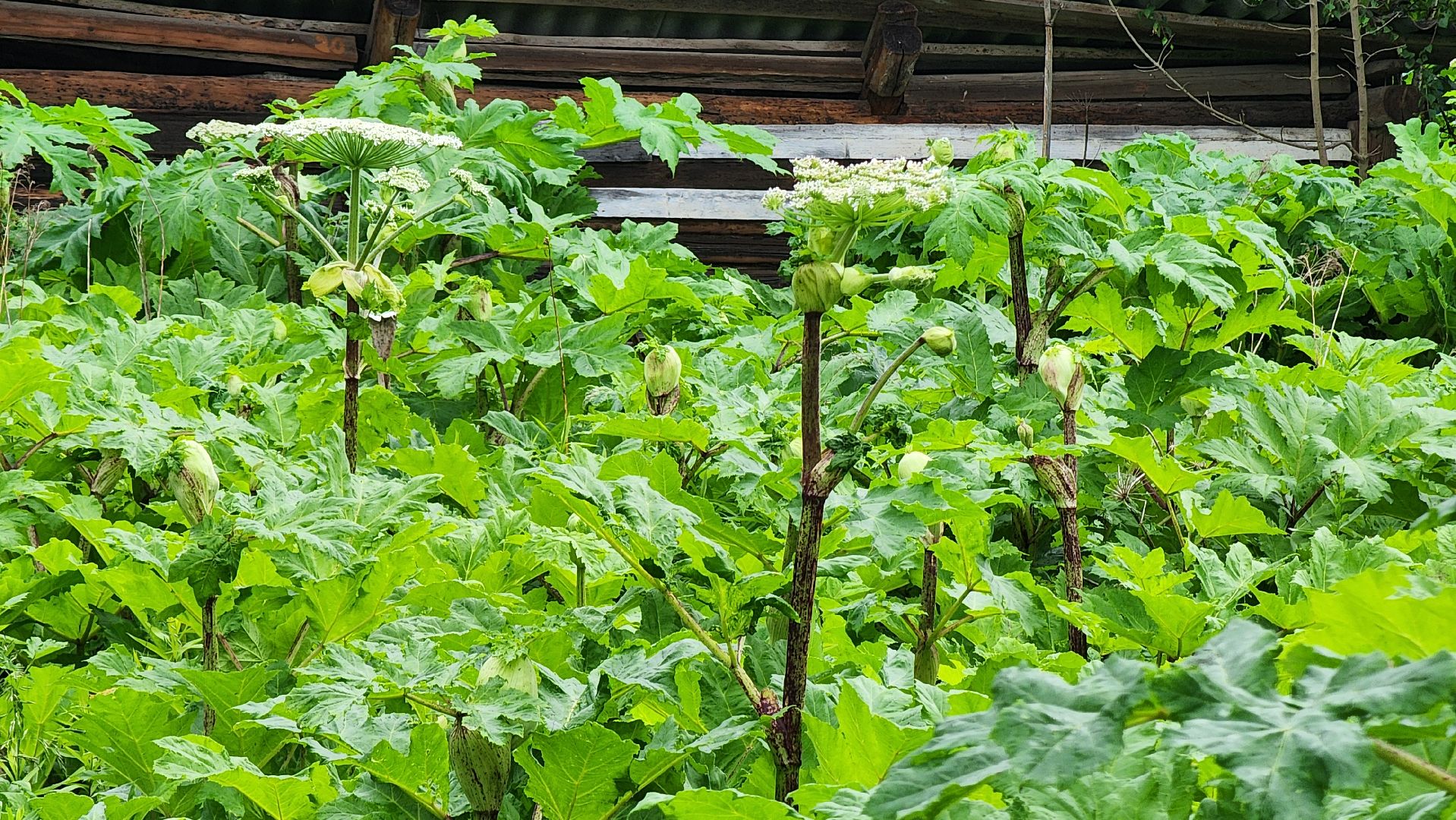 Руза, Барынино, борщевик сосновского,