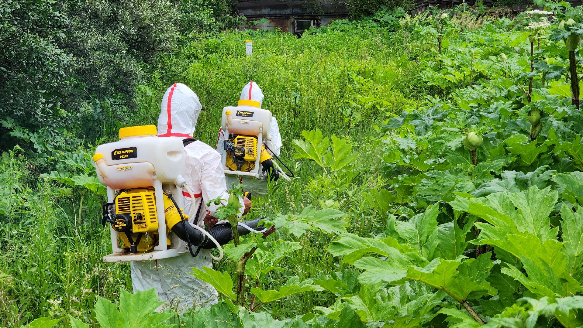 Руза, Барынино, борщевик сосновского,