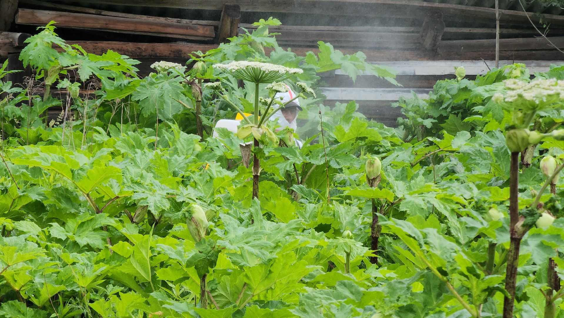 Руза, Барынино, борщевик сосновского,