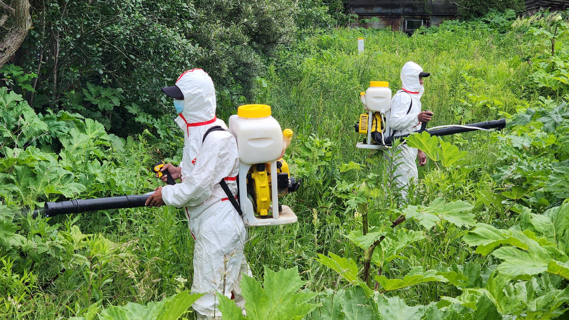 Руза, Барынино, борщевик сосновского,