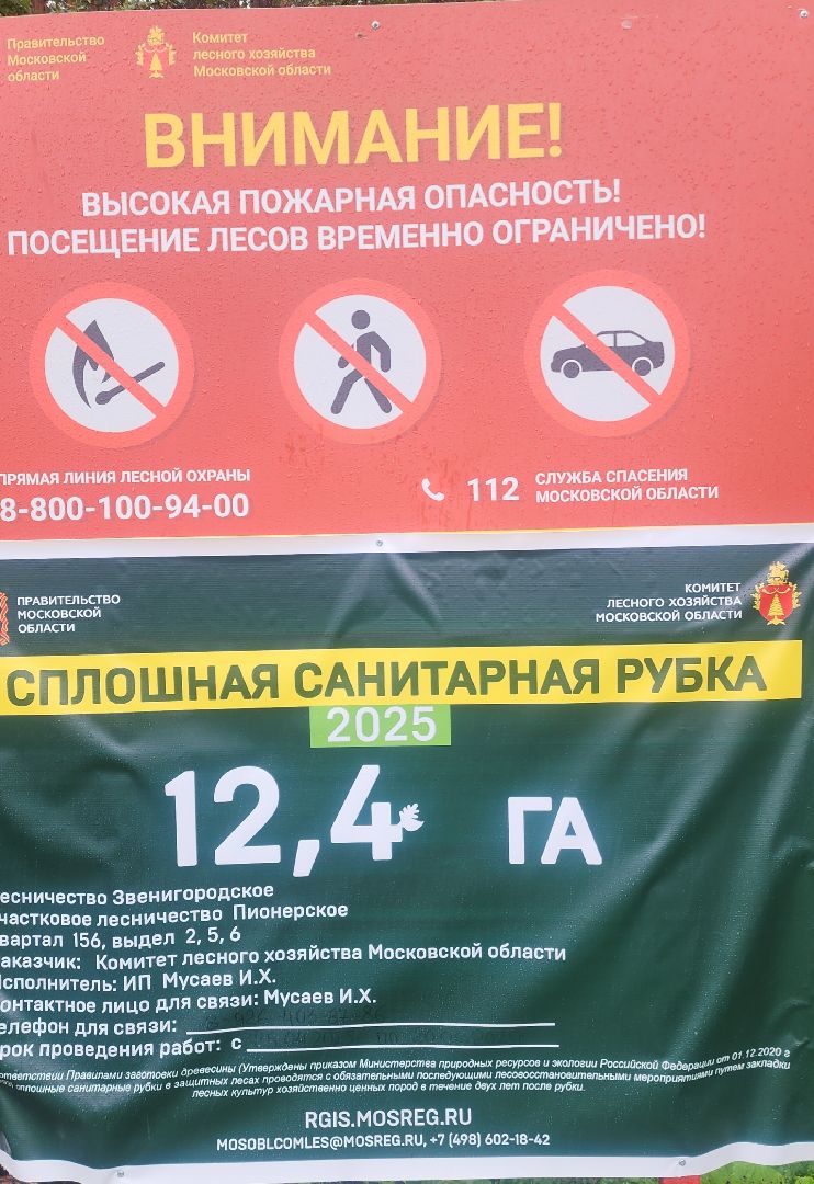 Экология, Здоровый лес, Санитарная рубка, Восстановление леса,